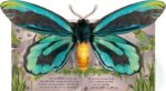 Carte pop-up, POP-UP BUTTERFLIES, Usborne, + 3 ani - imagine 5